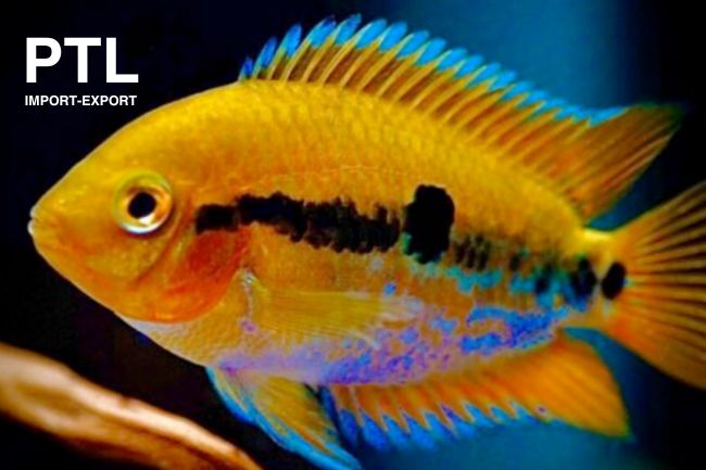 PTL69154. HETEROTILAPIA MULTISPINOSA ORANGEjpg